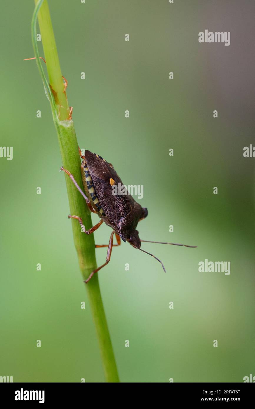 Bug bouclier ou bug de la forêt Pentatomar rufipes, brun rougeâtre brillant avec pattes rouge orange bout des ailes et marque sur le scutellum. Vers le bas sur la tige verte. Banque D'Images