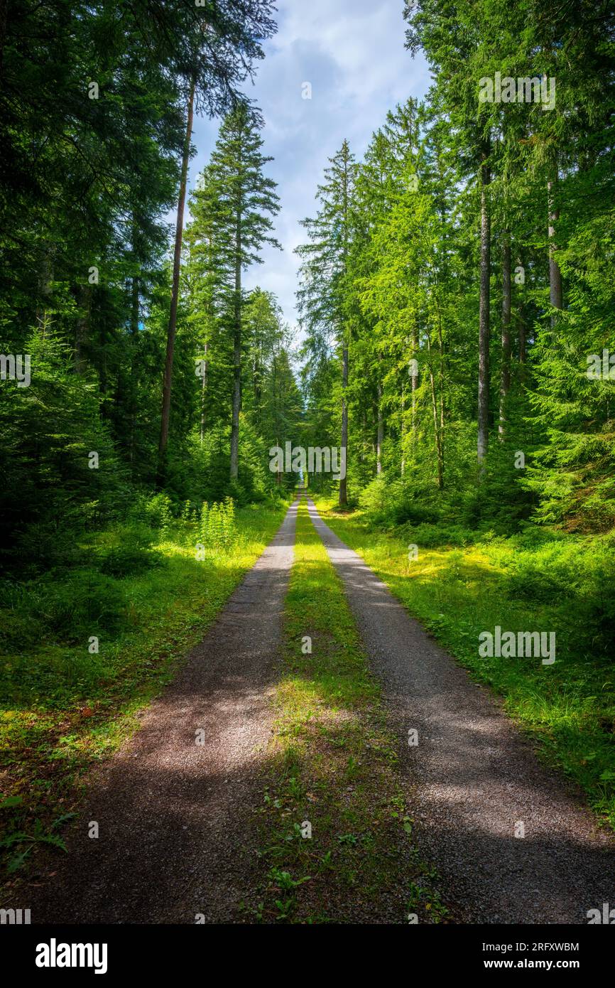 Randonnées le long d'un chemin dans la Forêt-Noire, Allemagne Banque D'Images