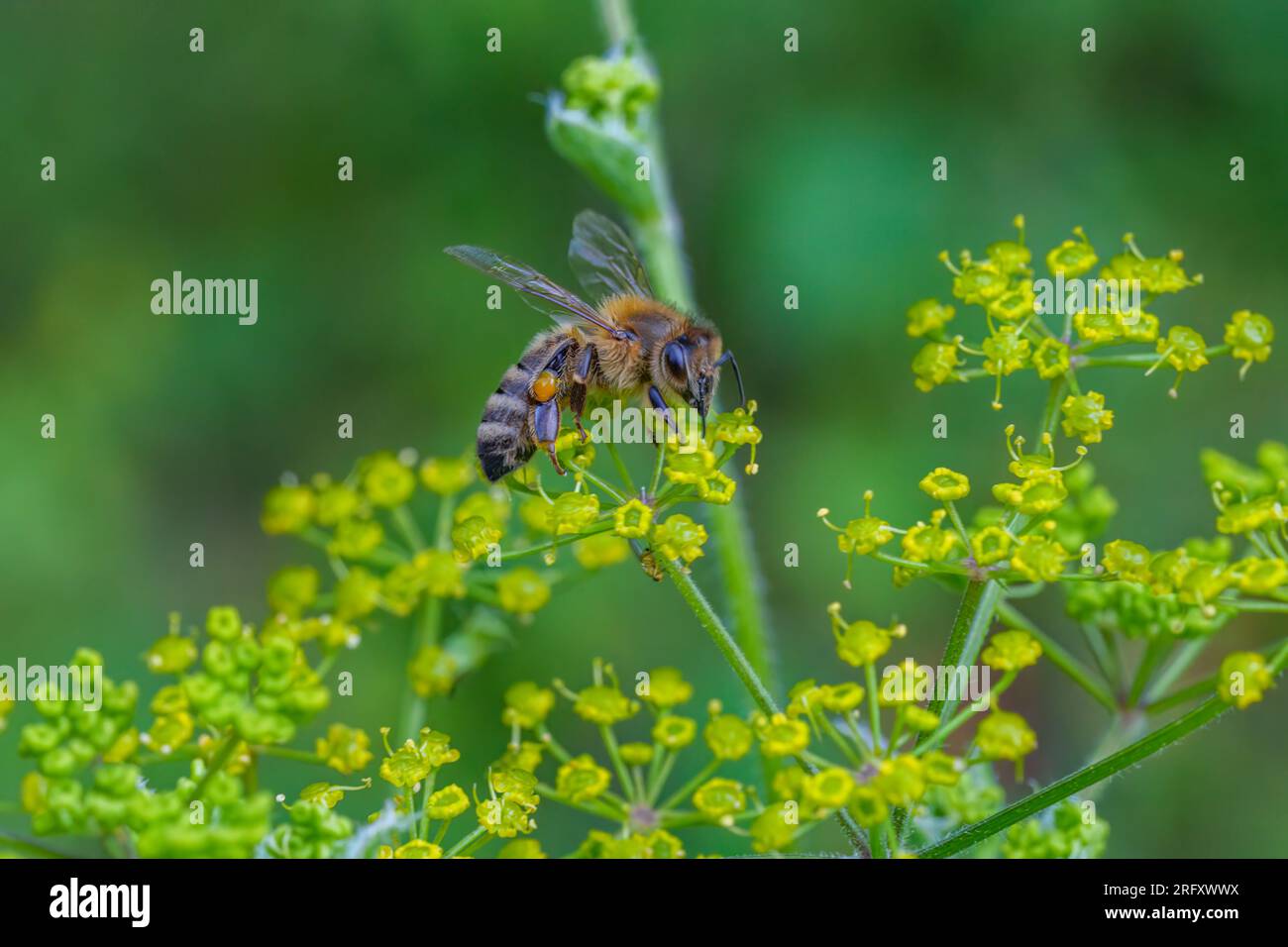 une abeille douce recueille le pollen d'une fleur jaune Banque D'Images