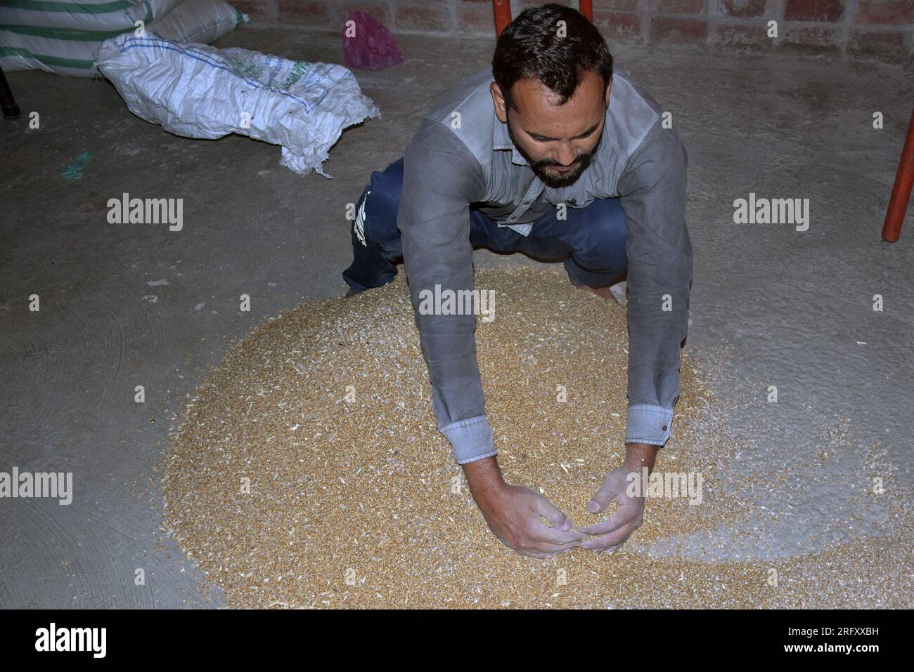 Agriculteur indien mélangeant de l'engrais au blé avant le semis, graines de blé traitées, désinfectant. Banque D'Images