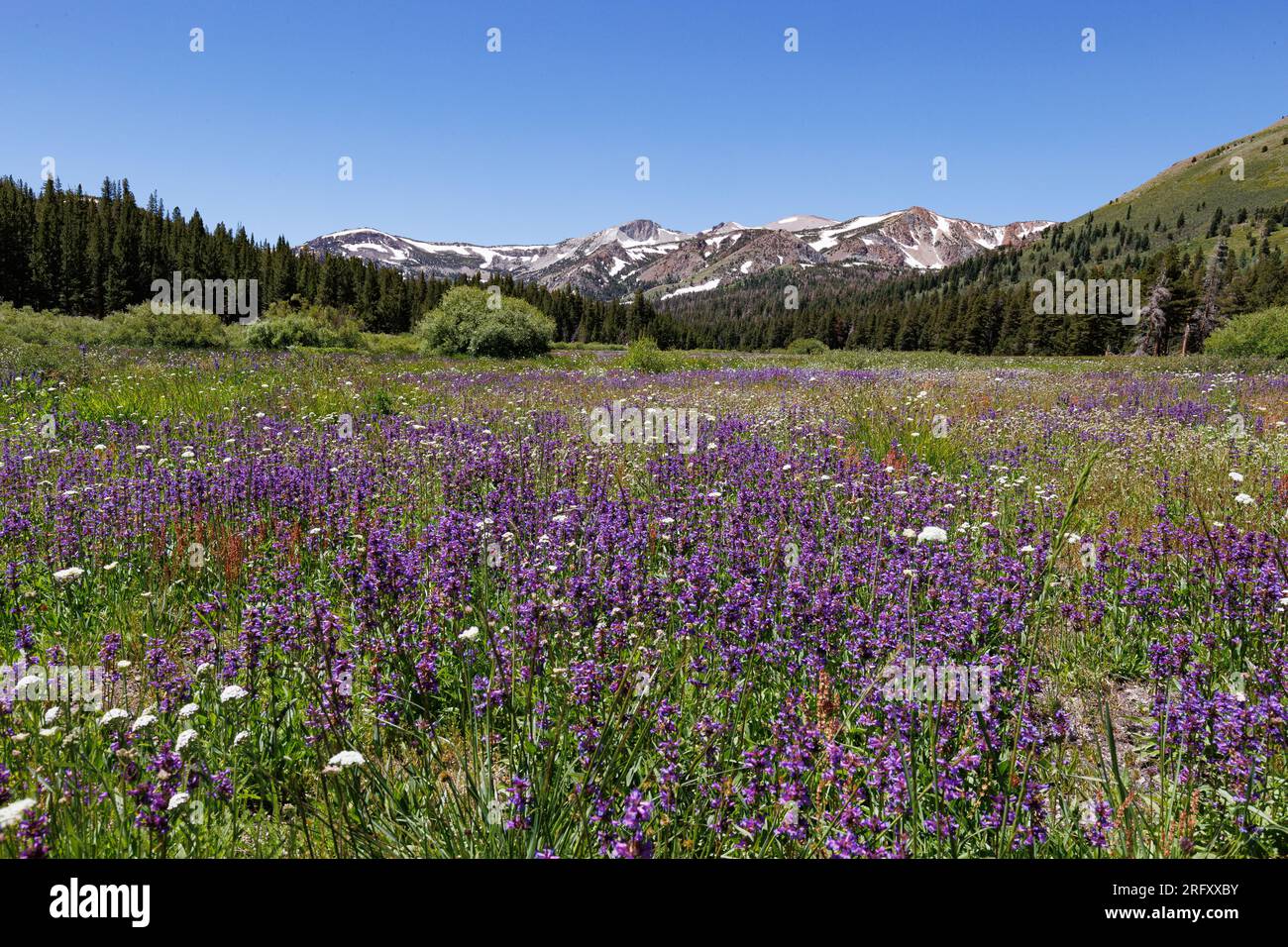 Glass Creek Meadow, Mammoth Lakes, CA, États-Unis. 5 août 2023. Fleurs en fleurs à Glass Creek Meadow, un lieu de randonnée populaire près de Mammoth Lakes, CA. Banque D'Images