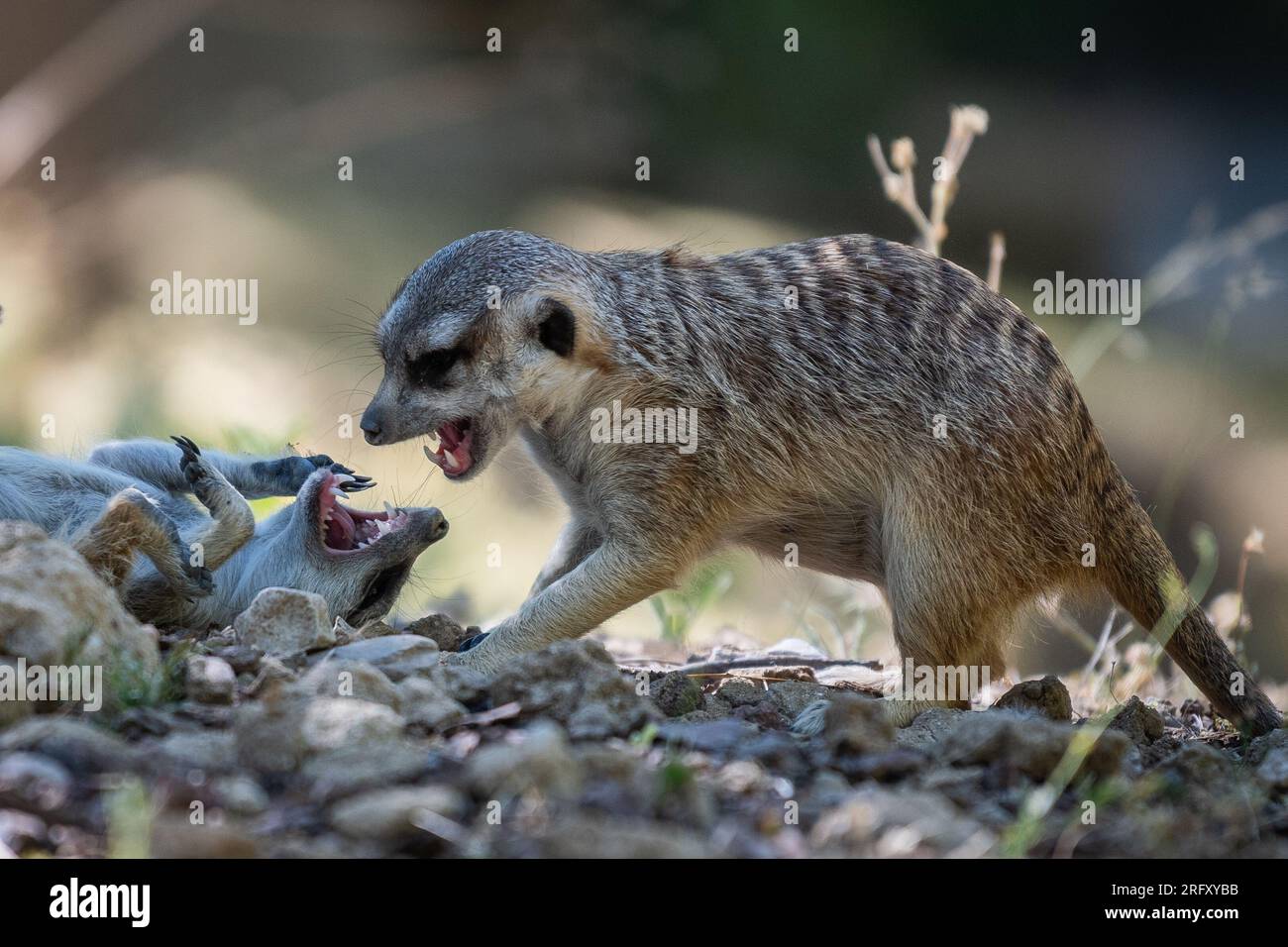 Deux suricata suricatta (suricatta suricatta), également connu sous le nom de suricate, jouent à se mordre Banque D'Images