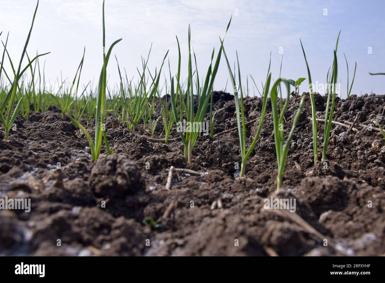 Plantations d'ail biologiques dans les champs. Petite plante d'ail. Plantes d'ail sur le sol. Gros plan des premières plantes d'ail sur le sol Banque D'Images