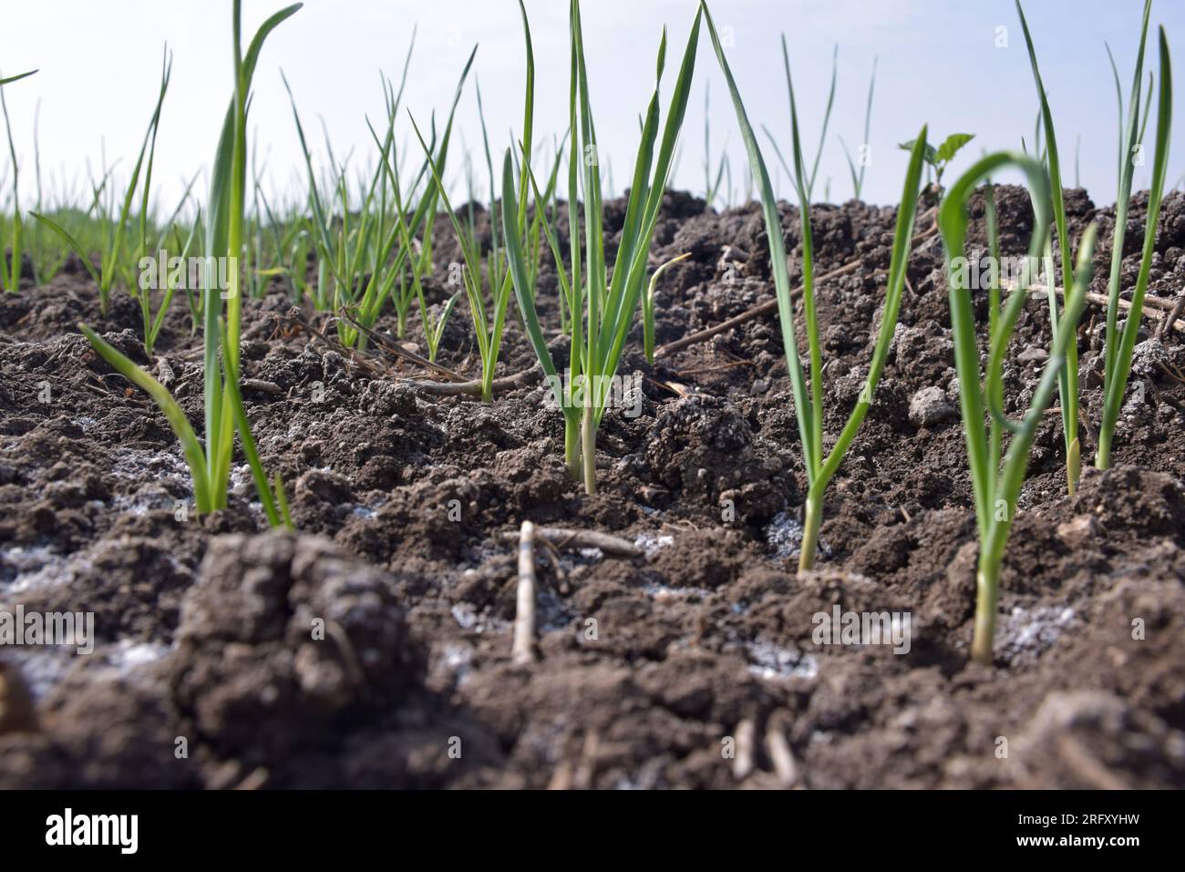 Plantations d'ail biologiques dans les champs. Petite plante d'ail. Plantes d'ail sur le sol. Gros plan des premières plantes d'ail sur le sol Banque D'Images