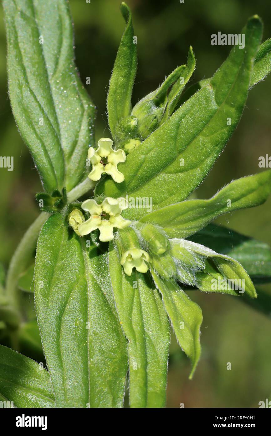 Gromwell Lithospermum officinale Banque D'Images