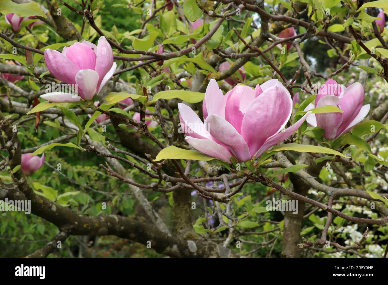 Magnolia x soulangeana 'Lennei' communément connu sous le nom de soucoupe Magnolia Banque D'Images
