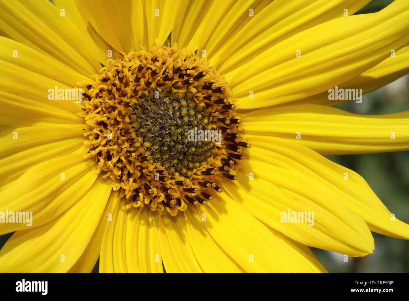 Arbre Marigold Tithonia diversifolia Banque D'Images