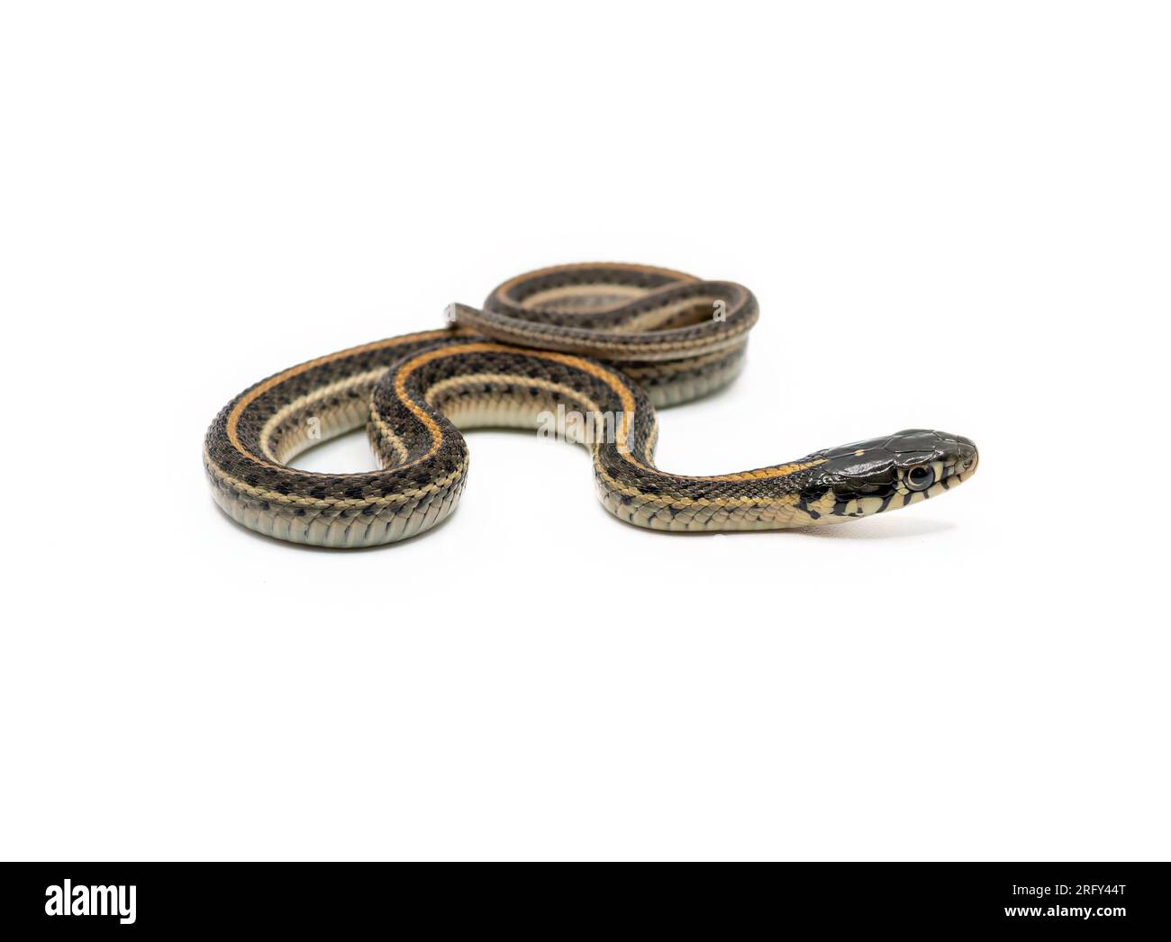 Un beau serpent de jarretière juvénile est isolé et photographié sur un fond blanc. Banque D'Images