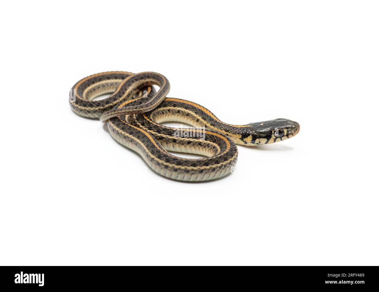 Un beau serpent de jarretière juvénile est isolé et photographié sur un fond blanc. Banque D'Images