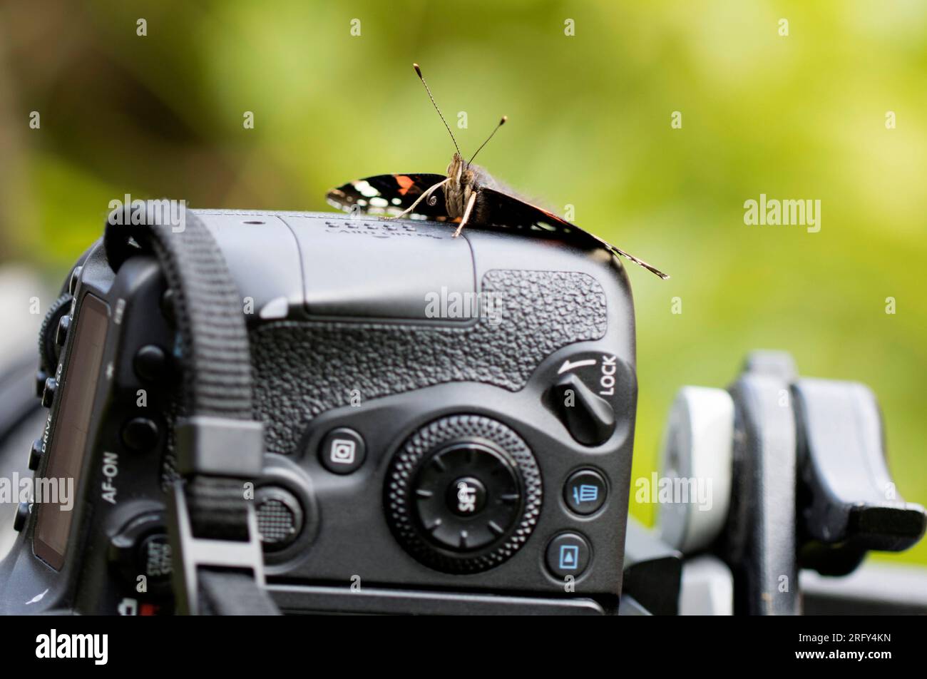 Rouge Admiral Butterfly avec Proboscis enroulé sur appareil photo DSLR Canon 90D. Banque D'Images