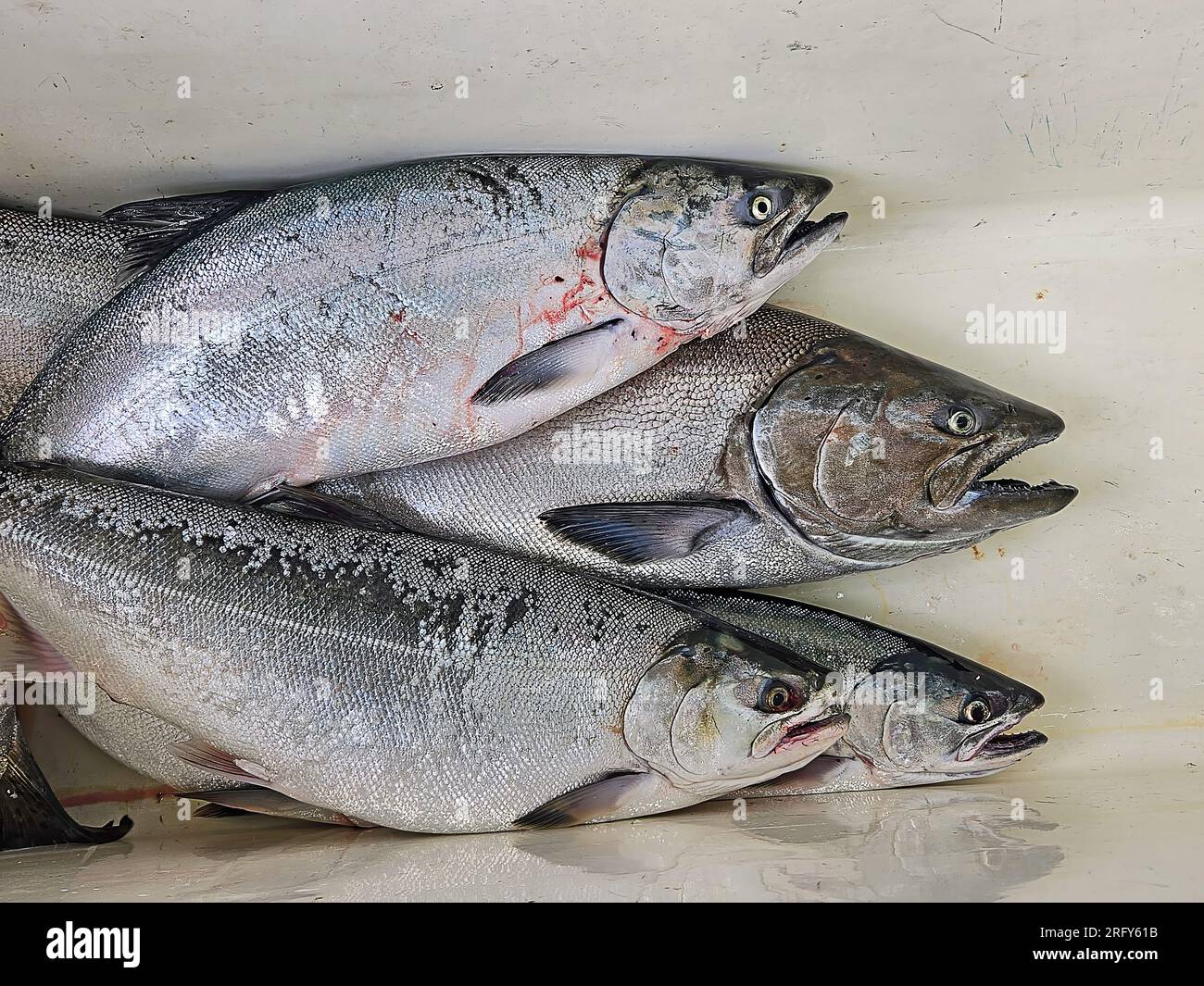 Quatre saumons morts dans une glacière de poisson de couleur crème Banque D'Images