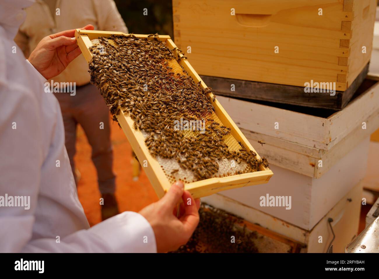 Apiculture ou apiculture, soin des abeilles, travail manuel sur le miel, rucher (également cour à abeilles) avec des ruches et apiculteurs actifs dans l’outback australien, Banque D'Images