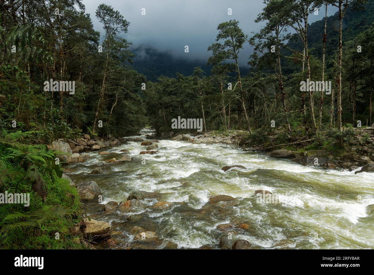 Équateur - Papallacta Rio Quijos, rivière puissante en Amérique du Sud, ruisseau d'eau sauvage d'ANDS à la plaine amazonienne ou plaine, paysage de la pluie Banque D'Images
