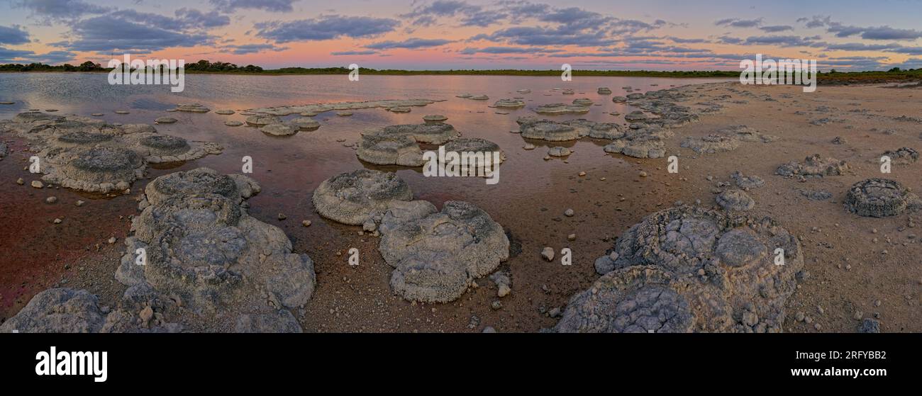 Lac Thetis - lac côtier salin en Australie occidentale près de la ville de Cervantes, sur une chaussée calcaire quaternaire, stromatolites marines vivantes, benthique m Banque D'Images