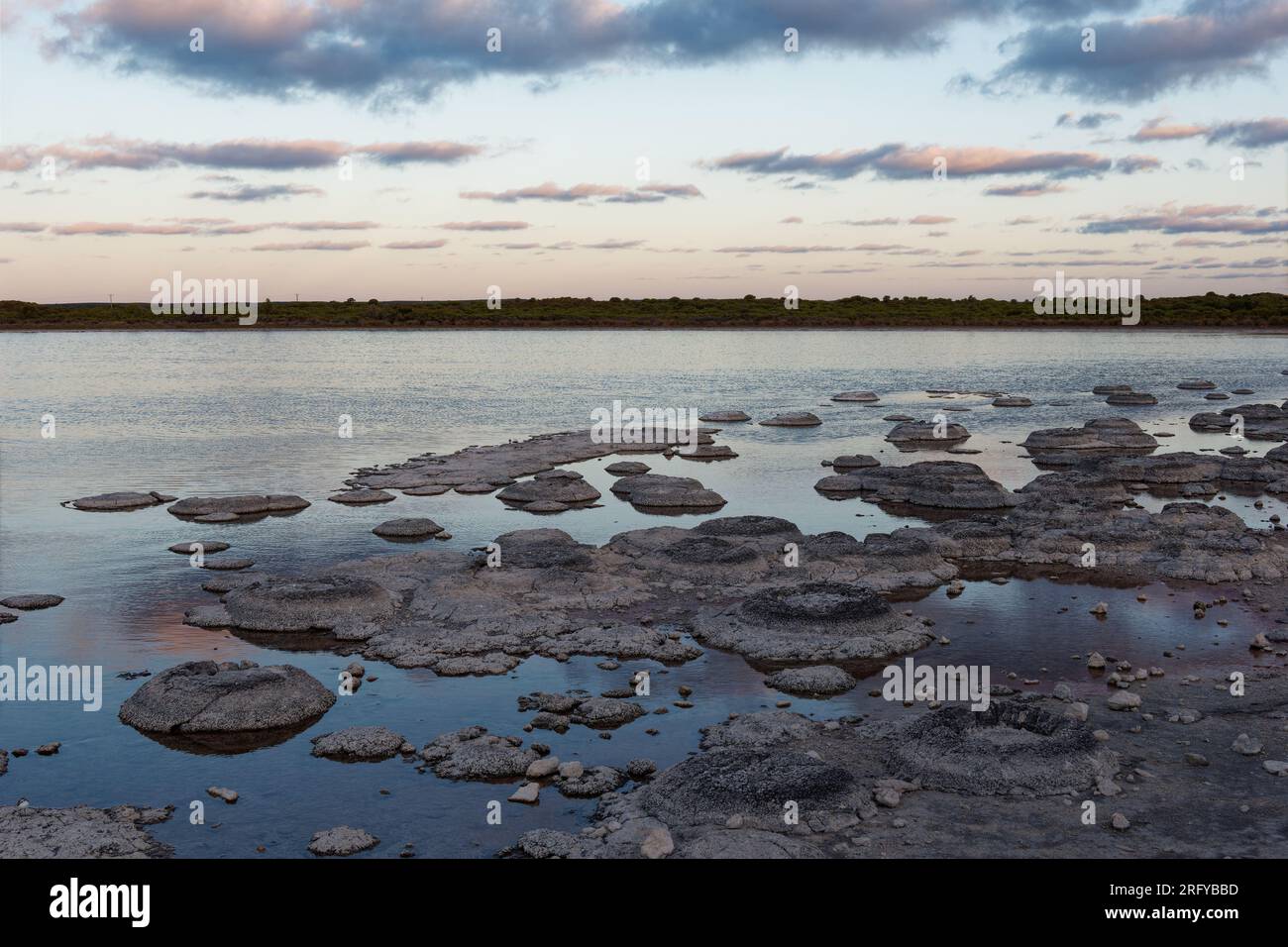 Lac Thetis - lac côtier salin en Australie occidentale près de la ville de Cervantes, sur une chaussée calcaire quaternaire, stromatolites marines vivantes, benthique m Banque D'Images