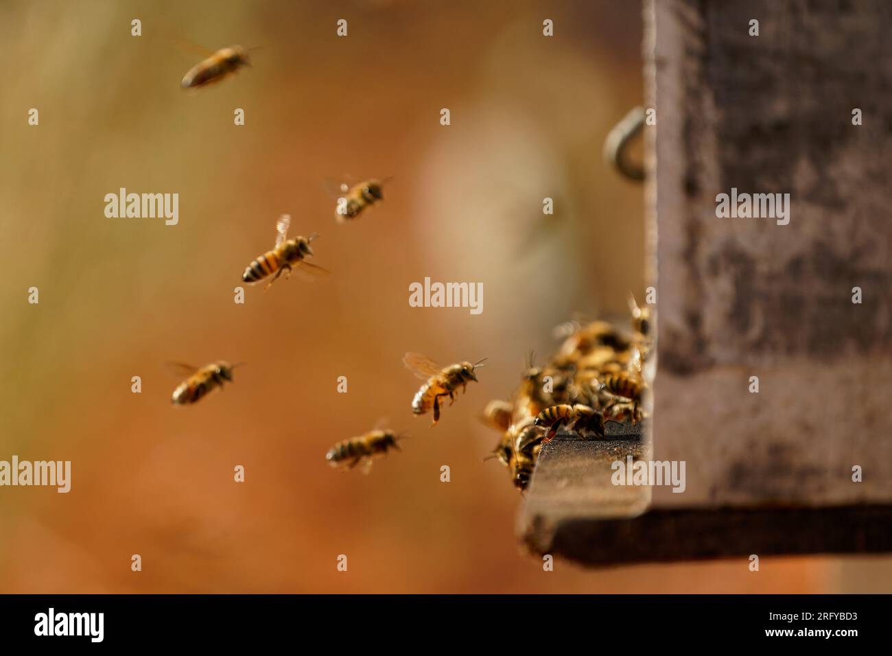 Apiculture ou apiculture, soin des abeilles, travail manuel sur le miel, rucher (également cour à abeilles) avec des ruches et apiculteurs actifs dans l’outback australien, Banque D'Images