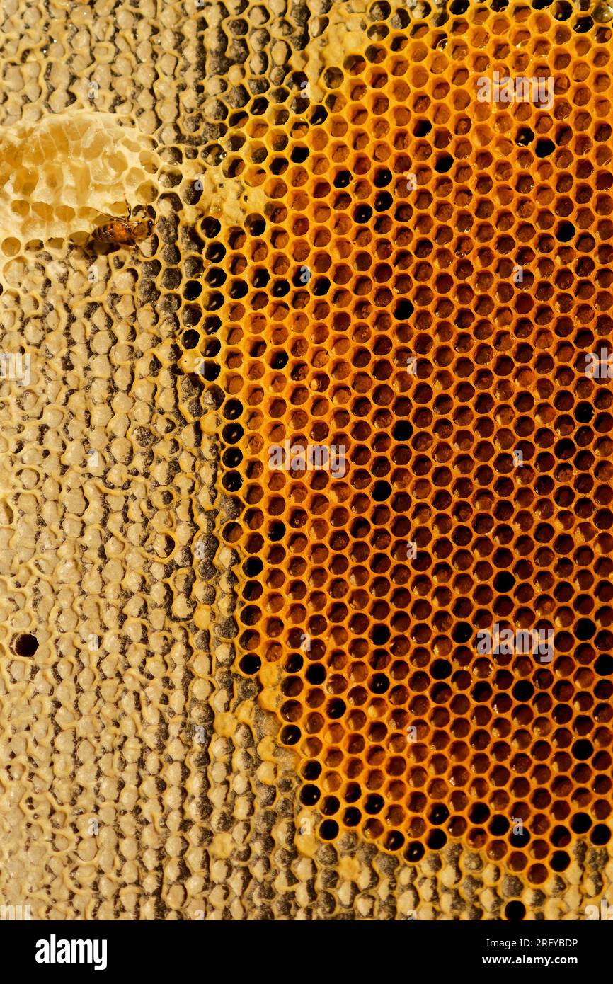 Apiculture ou apiculture, soin des abeilles, travail manuel sur le miel, rucher (également cour à abeilles) avec des ruches et apiculteurs actifs dans l’outback australien, Banque D'Images