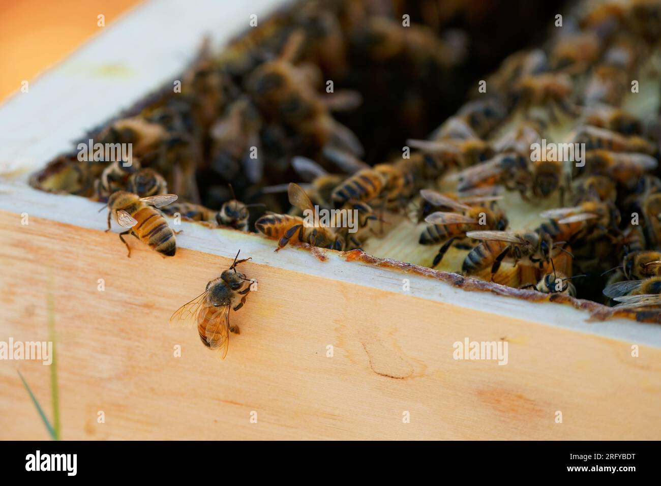 Apiculture ou apiculture, soin des abeilles, travail manuel sur le miel, rucher (également cour à abeilles) avec des ruches et apiculteurs actifs dans l’outback australien, Banque D'Images