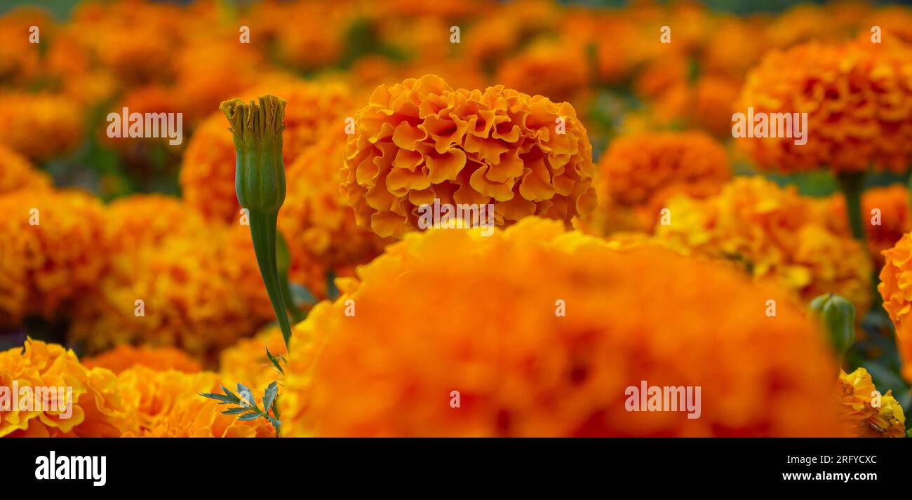 Fond de mur de fleurs de Tagetes erecta, bannière. Fleur de Cempasuchil. Tagetes Erecta, fleur mexicaine du jour des morts. Fleur d'automne mexicaine orange Banque D'Images