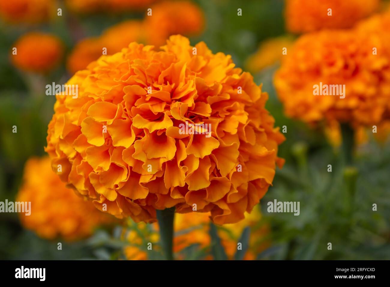 Tagetes erecta. Gros plan de belle fleur de souci orange (Tagetes erecta, Mexicain, Aztèque ou Africain Marigold) dans le jardin sur fond flou. Banque D'Images