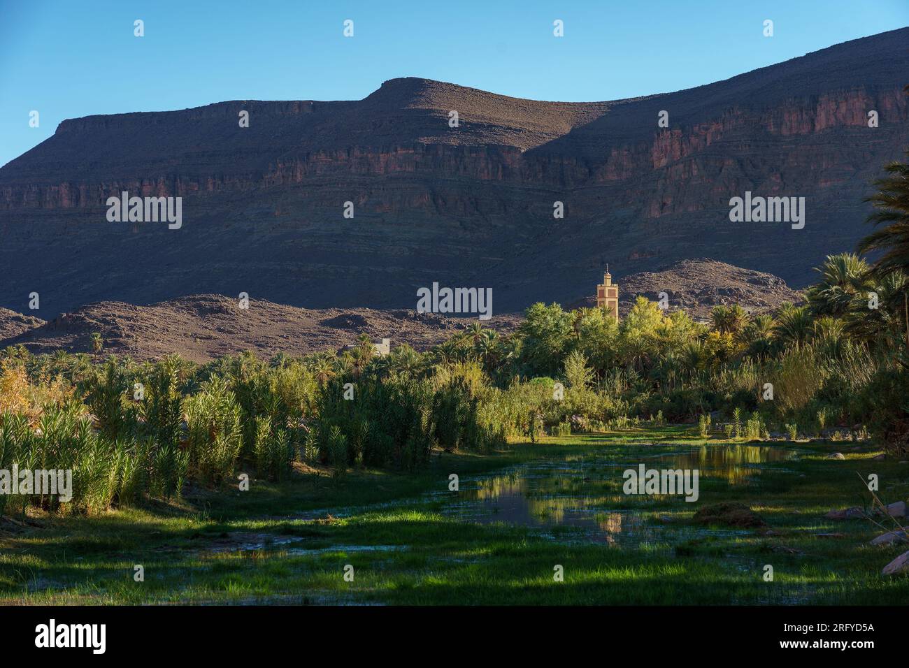 Afrique du Nord. Maroc. Oasis de Fint. Rivière et palmier groove, le minaret du village en arrière-plan Banque D'Images