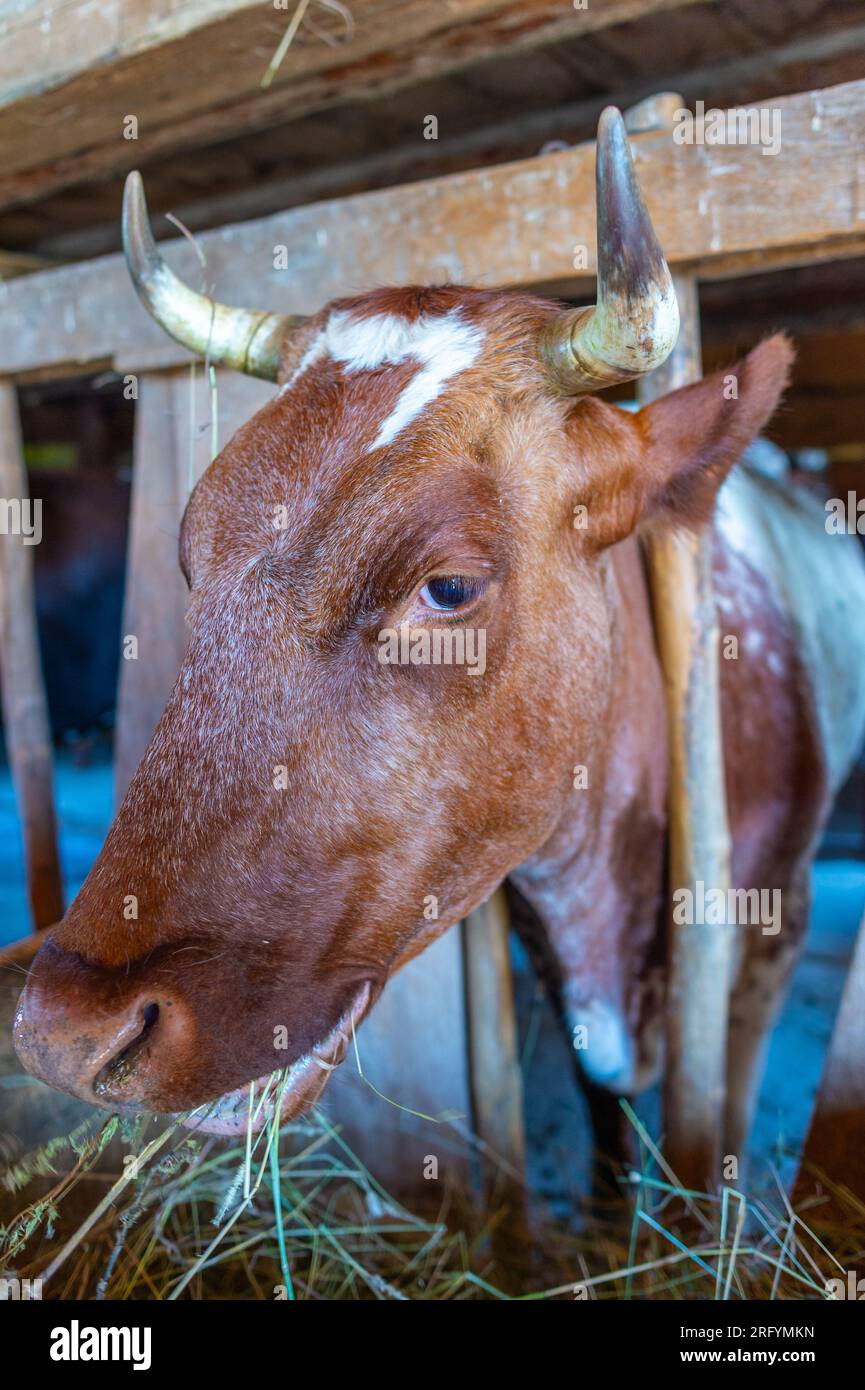 Vache, Upper Canada Village, Morrisburg, Ontario, Canada Banque D'Images