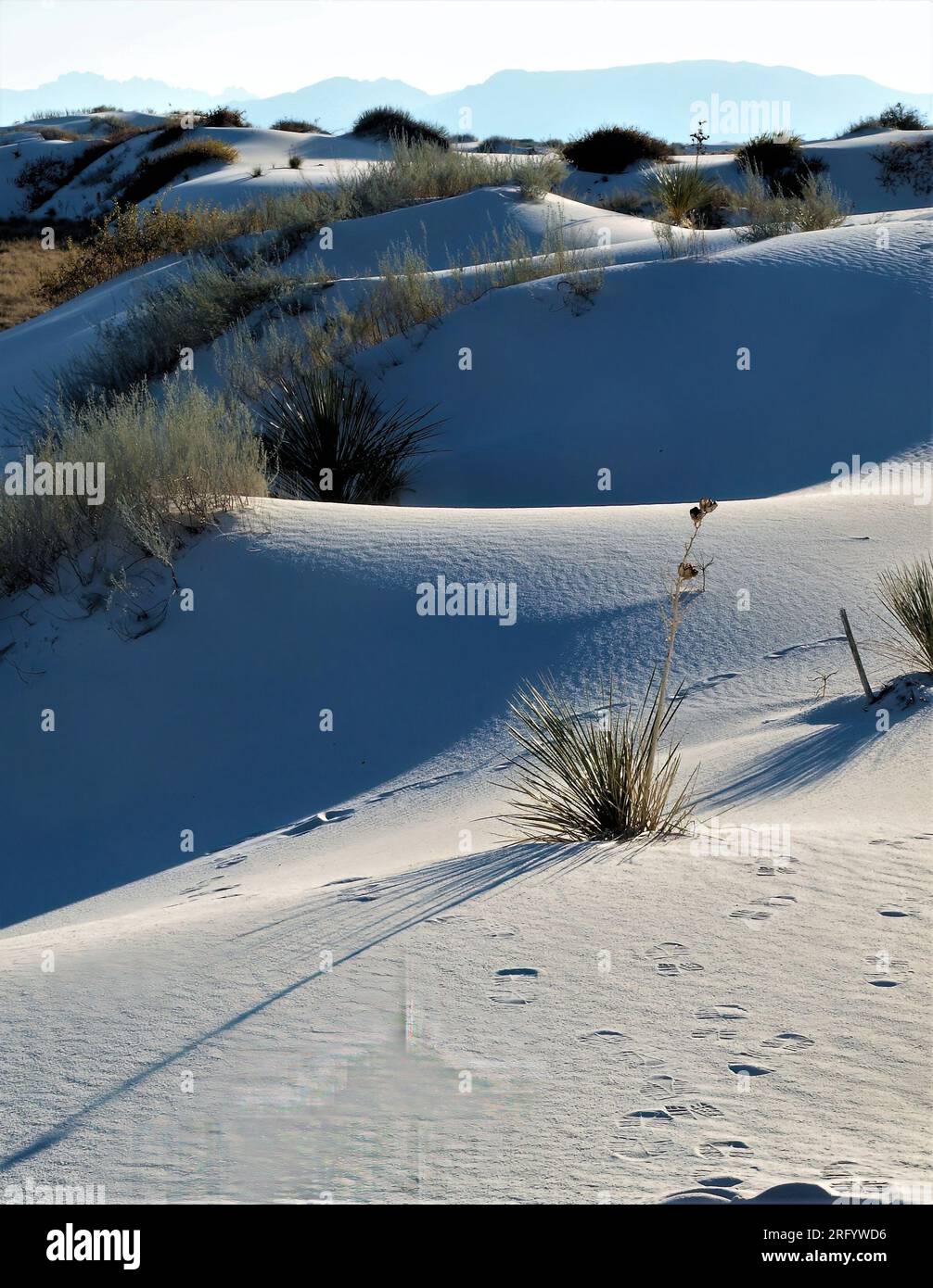 Dunes verticales et flore au parc national de White Sands, Nouveau-Mexique Banque D'Images