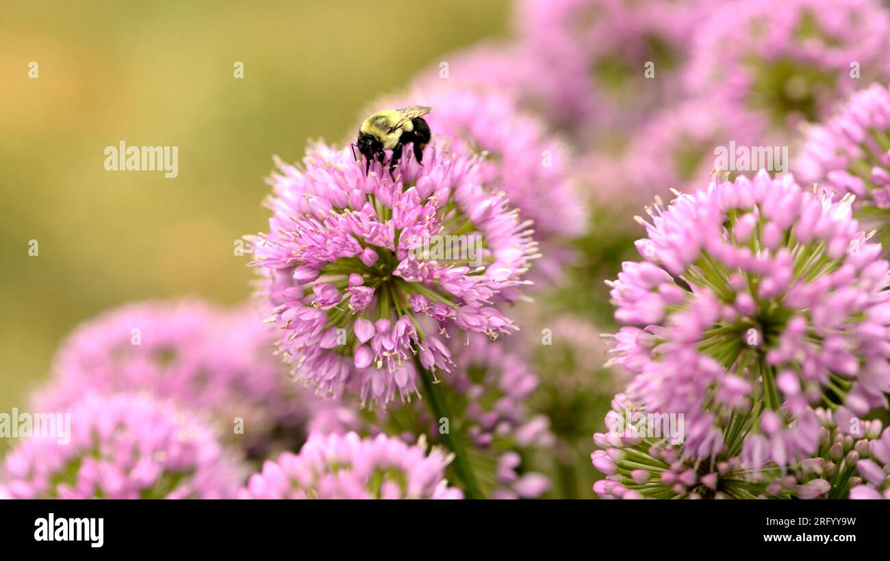 Common Eastern Bumble Bee (Bombus impatiens) visitant un Allium Bloom Banque D'Images