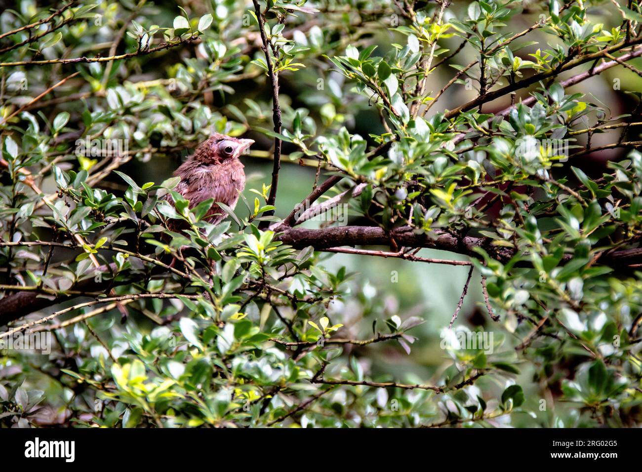 Cardinal du Nord naissant, Cardinalis cardinalis, dans un jardin de Greenwich Village, New York, NY, États-Unis Banque D'Images