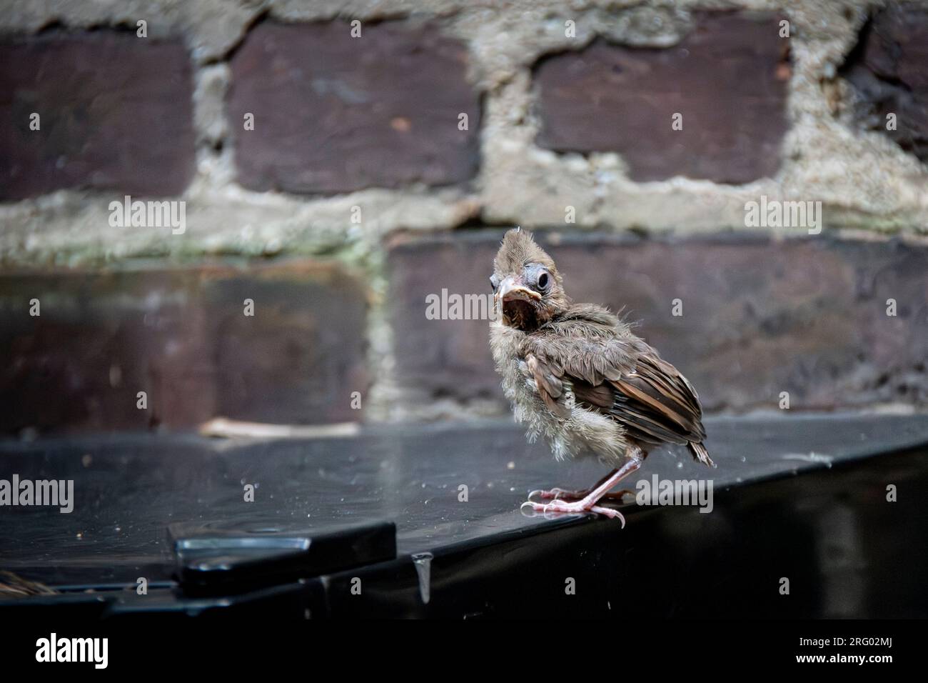 Cardinal du Nord naissant, Cardinalis cardinalis, dans un jardin de Greenwich Village, New York, NY, États-Unis Banque D'Images