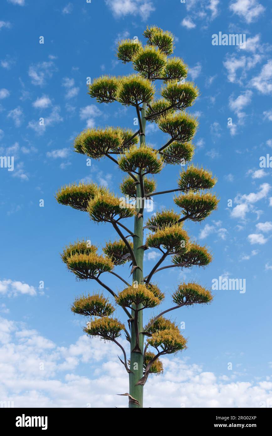 La tige centrale d'une plante du siècle, agave americana, d'environ 20 pieds de haut avec de grandes fleurs jaunes, Albuquerque, Nouveau Mexique, USA. Banque D'Images