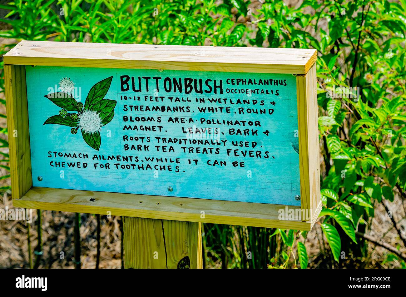 Buttonbush (Cephalanthus occidentalis) est planté dans le bioswale à Africatown Heritage House, le 5 août 2023, à Mobile, en Alabama. Les bioswales sont basses Banque D'Images
