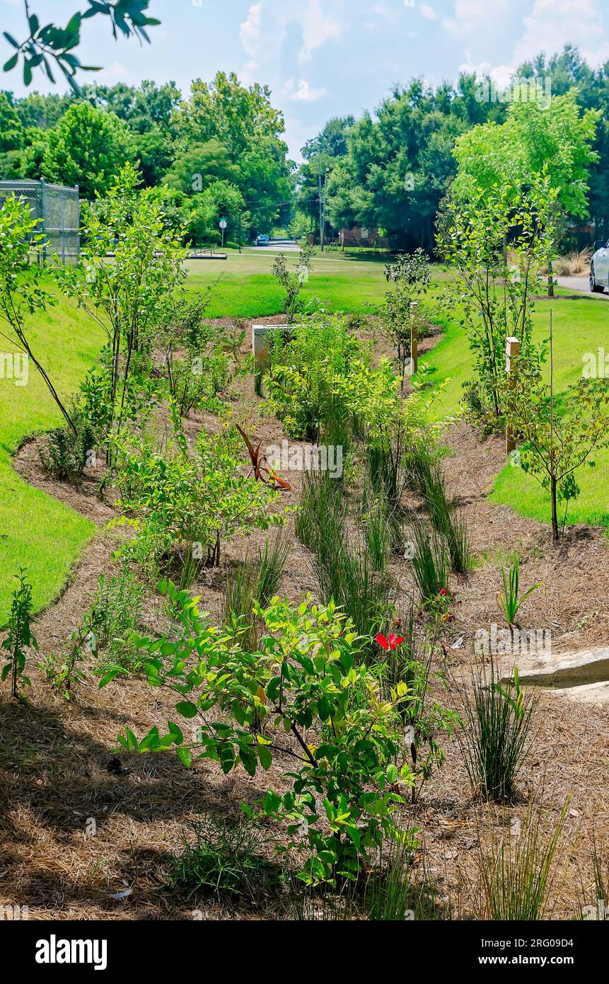 Une bioswale est photographiée à Africatown Heritage House, le 5 août 2023, à Mobile, en Alabama. Les bioswales sont des zones basses qui recueillent les eaux pluviales. Banque D'Images