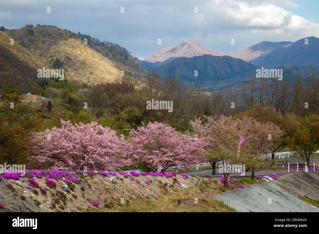 Cerisiers en fleurs et shibazakura (Moss Phlox) le long d'une piste cyclable au parc de la rivière Tachiya, Yamagata, Japon Banque D'Images