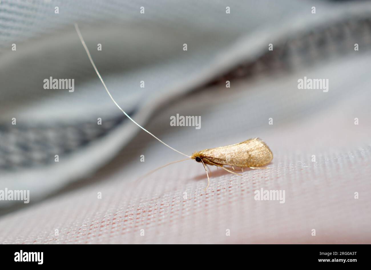 Une espèce de Nematopogon, un micro-papillon à longue corne. Banque D'Images