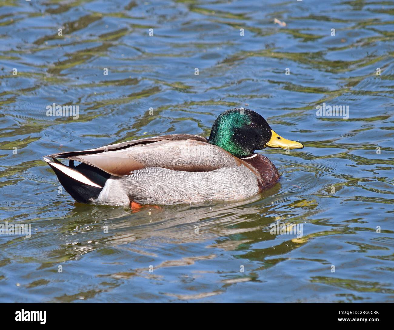 Canard colvert mâle, Anas, platyrhynchos, sur un étang dans le centre civique d'Union City, Californie Banque D'Images