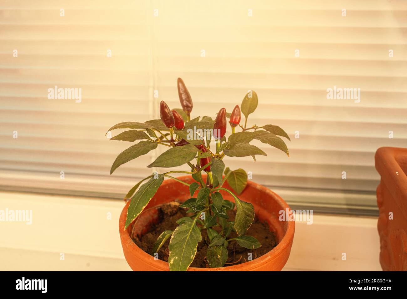 Plante de piment poussant sur le balcon. Photo de haute qualité Banque D'Images