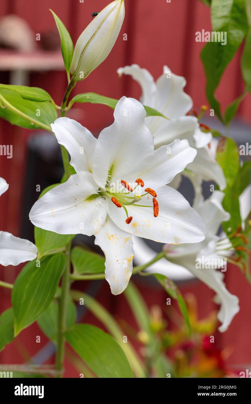 Hybride oriental 'Rialto', Orientlilja (Lilium orientalis) Banque D'Images