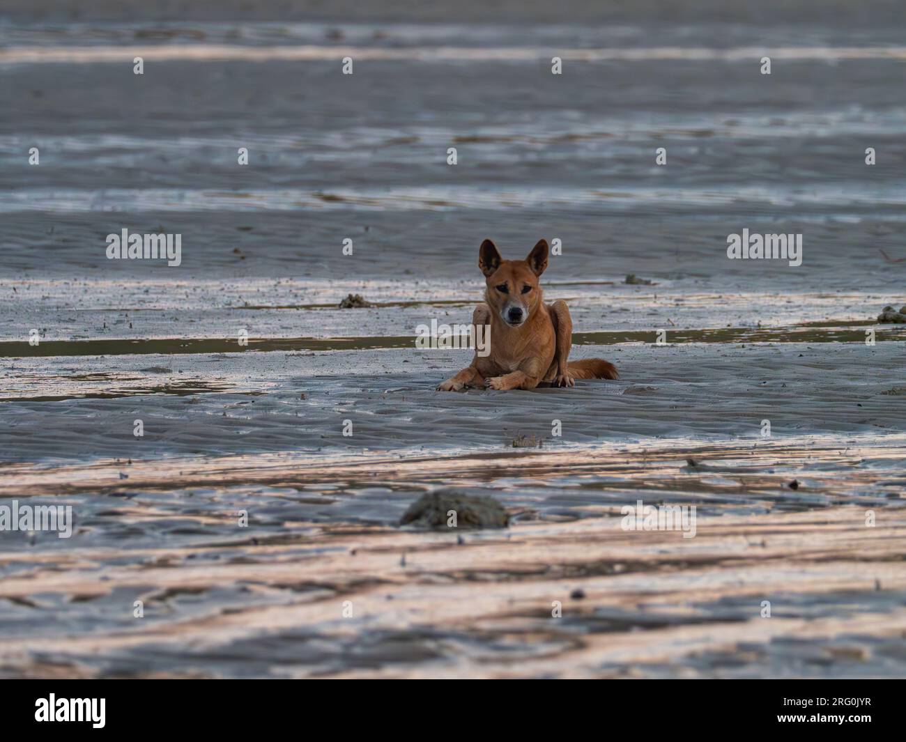 Un dingo sauvage, Canis lupus dingo, agissant curieux au lever du soleil dans les Kimberley d'Australie Banque D'Images