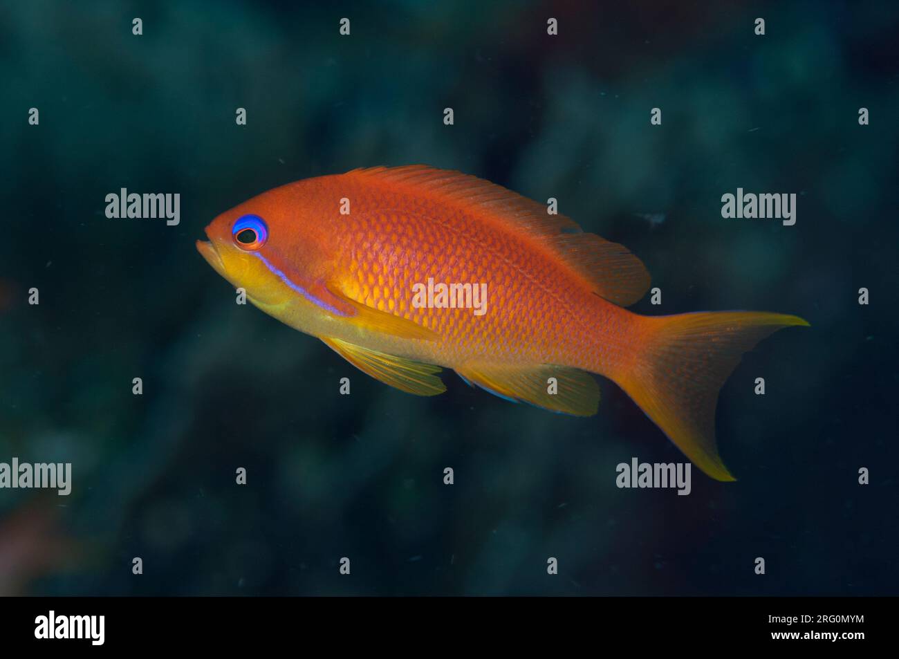 Anthias écailleux femelles, Pseudanthias squamipinnis, site de plongée Liberty Wreck, Tulamben, Karangasem, Bali, Indonésie Banque D'Images