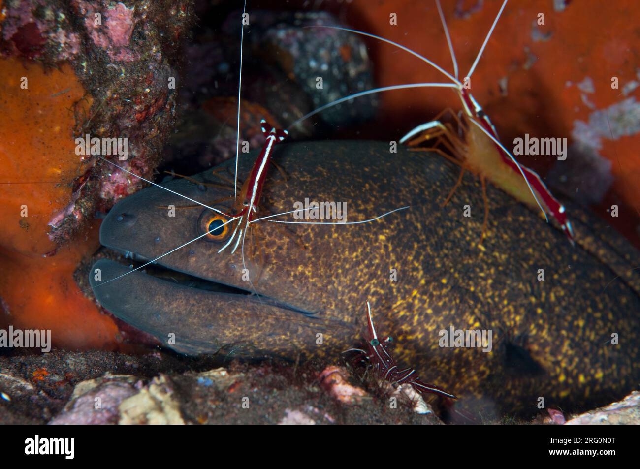 Anguille de Moray à bords jaunes, Gymnothorax flavimarginatus, en cours de nettoyage par Hump-back Cleaner Shrimp, Lysmata amboinensis, site de plongée Scuba Seraya House Reef Banque D'Images