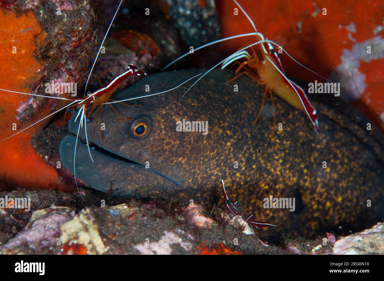 Anguille de Moray à bords jaunes, Gymnothorax flavimarginatus, en cours de nettoyage par Hump-back Cleaner Shrimp, Lysmata amboinensis, site de plongée Scuba Seraya House Reef Banque D'Images