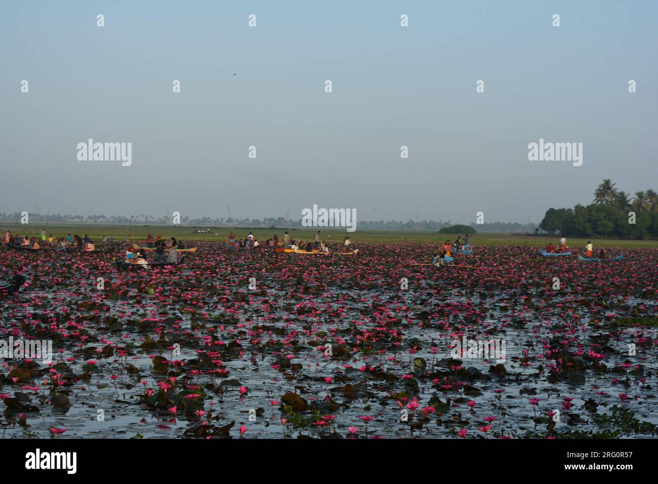 Nénuphars (Nymphaea stellata) Banque D'Images