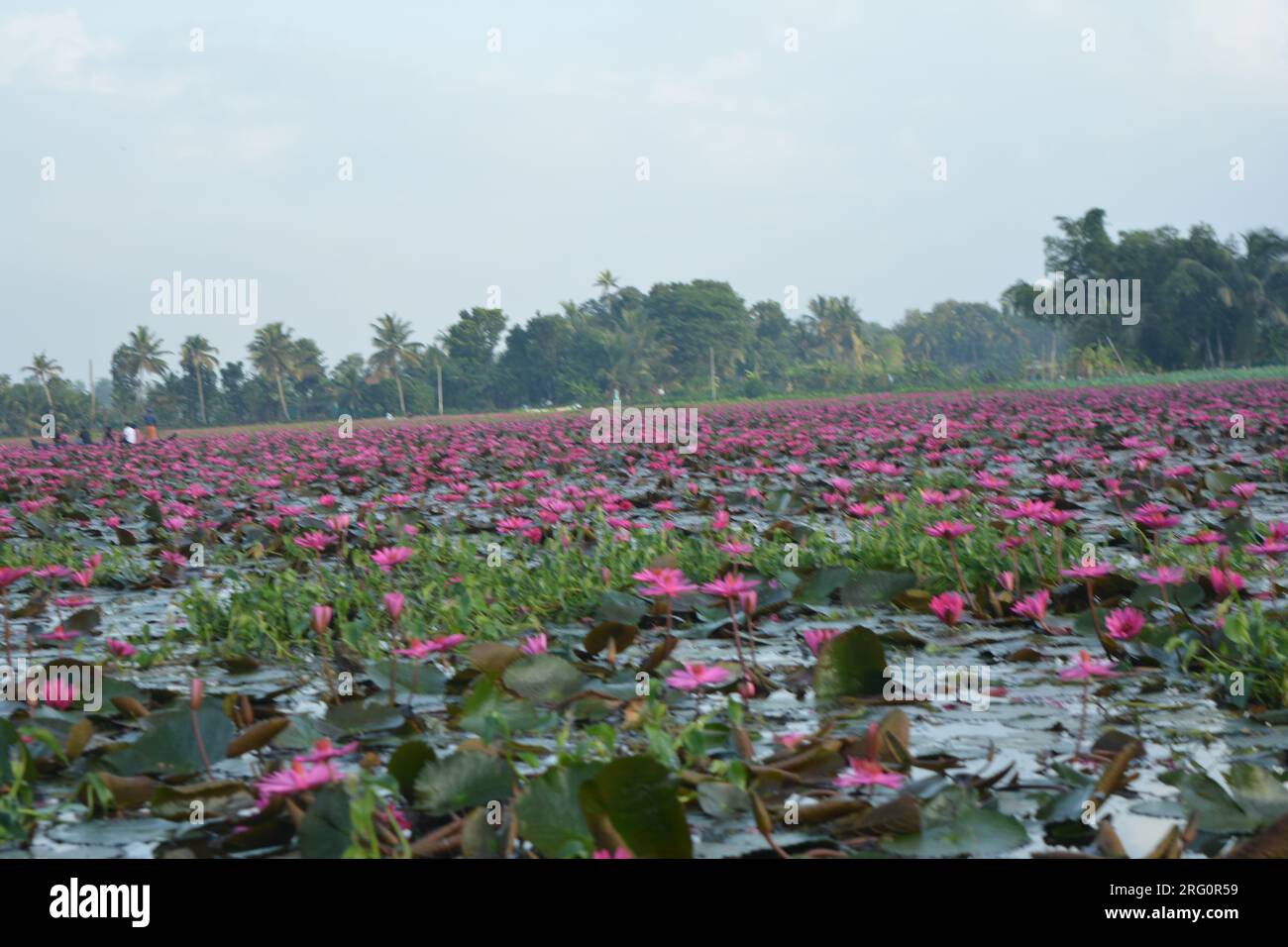 Nénuphars (Nymphaea stellata) Banque D'Images