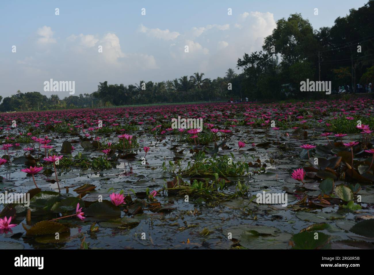 Nénuphars (Nymphaea stellata) Banque D'Images