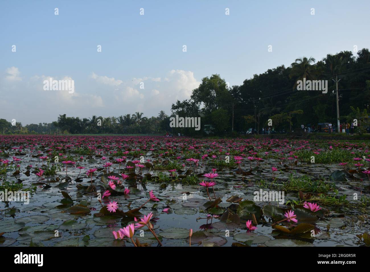 Nénuphars (Nymphaea stellata) Banque D'Images