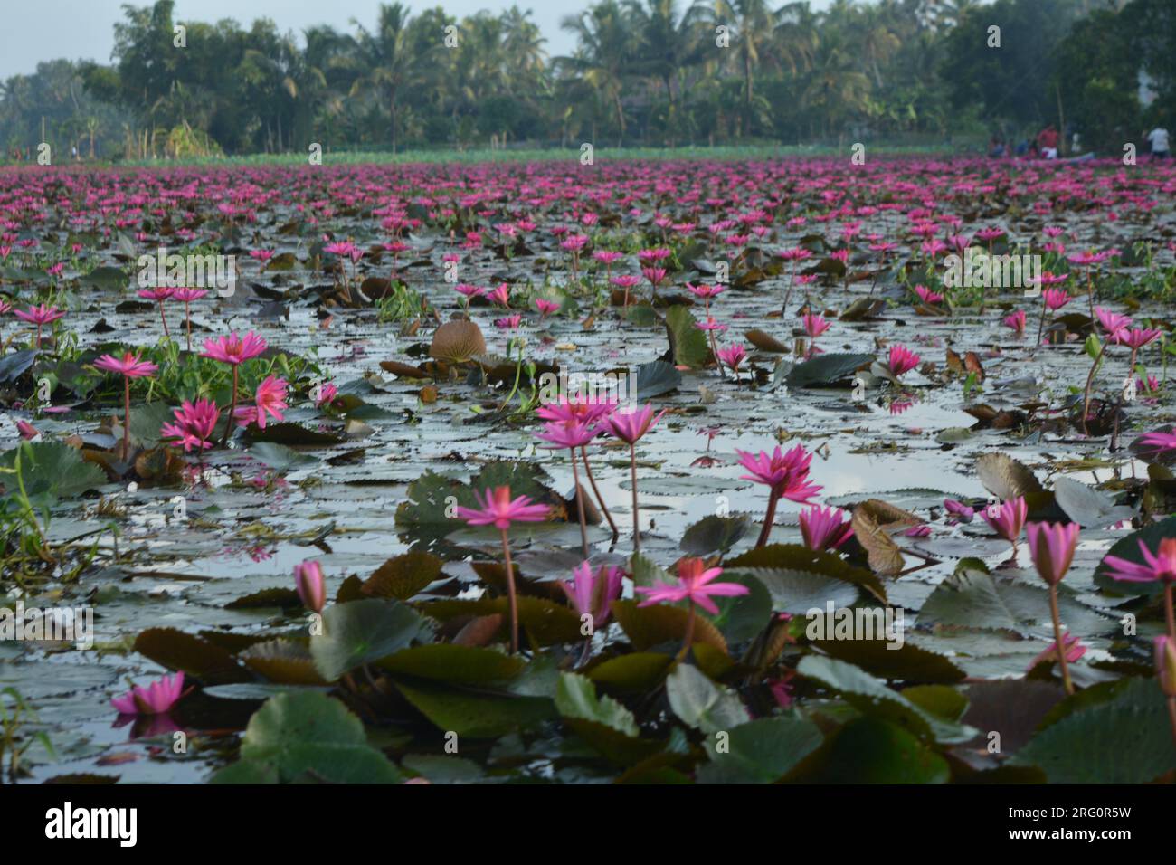 Nénuphars (Nymphaea stellata) Banque D'Images