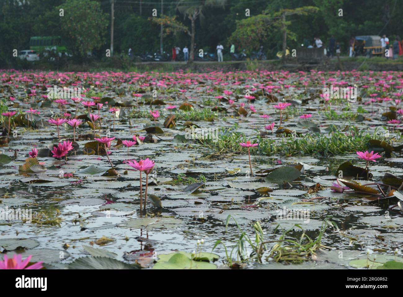 Nénuphars (Nymphaea stellata) Banque D'Images