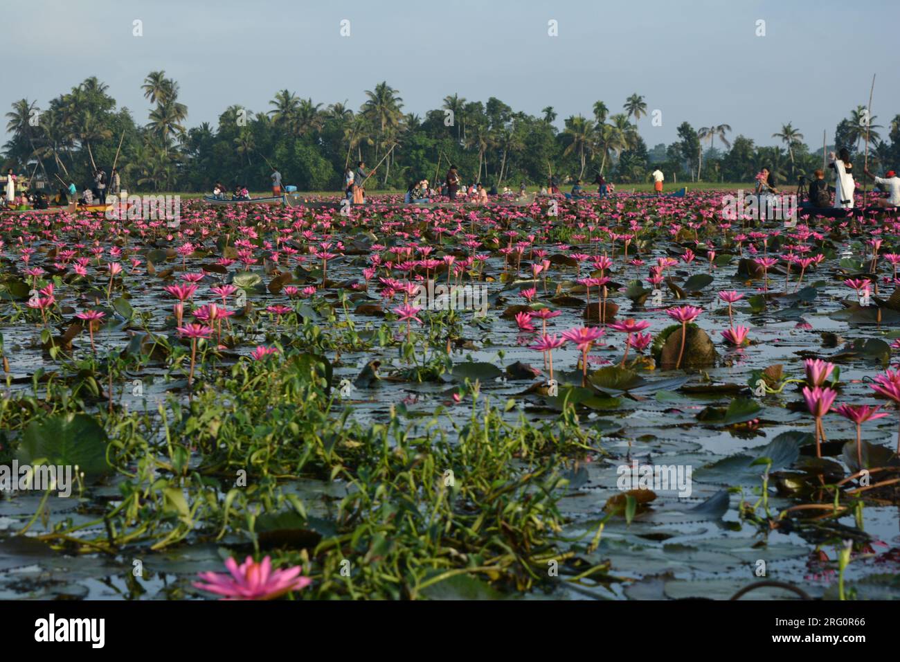 Nénuphars (Nymphaea stellata) Banque D'Images