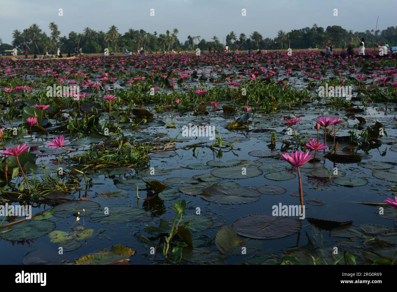 Nénuphars (Nymphaea stellata) Banque D'Images